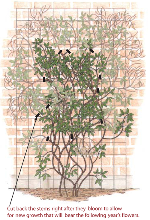 pruning clematis finegardening pruning clematis finegardening