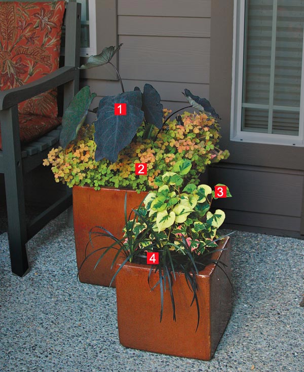 Stylish Shady Containers FineGardening Cubes with a color echo edge