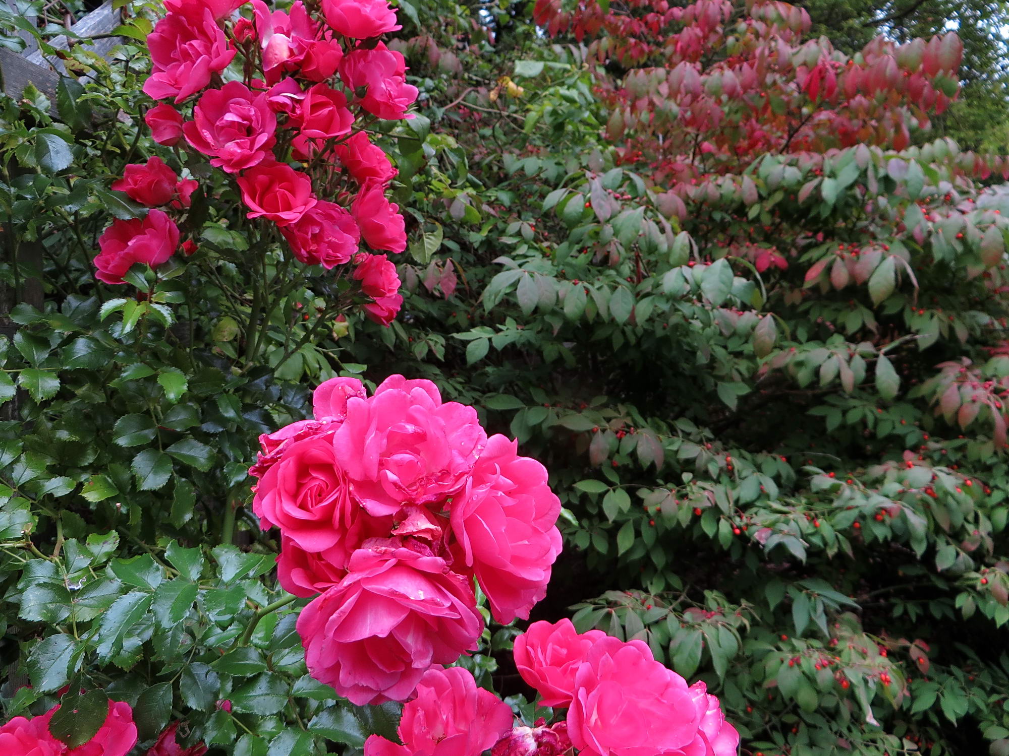 Fall in May�s garden on Vancouver Island FineGardening