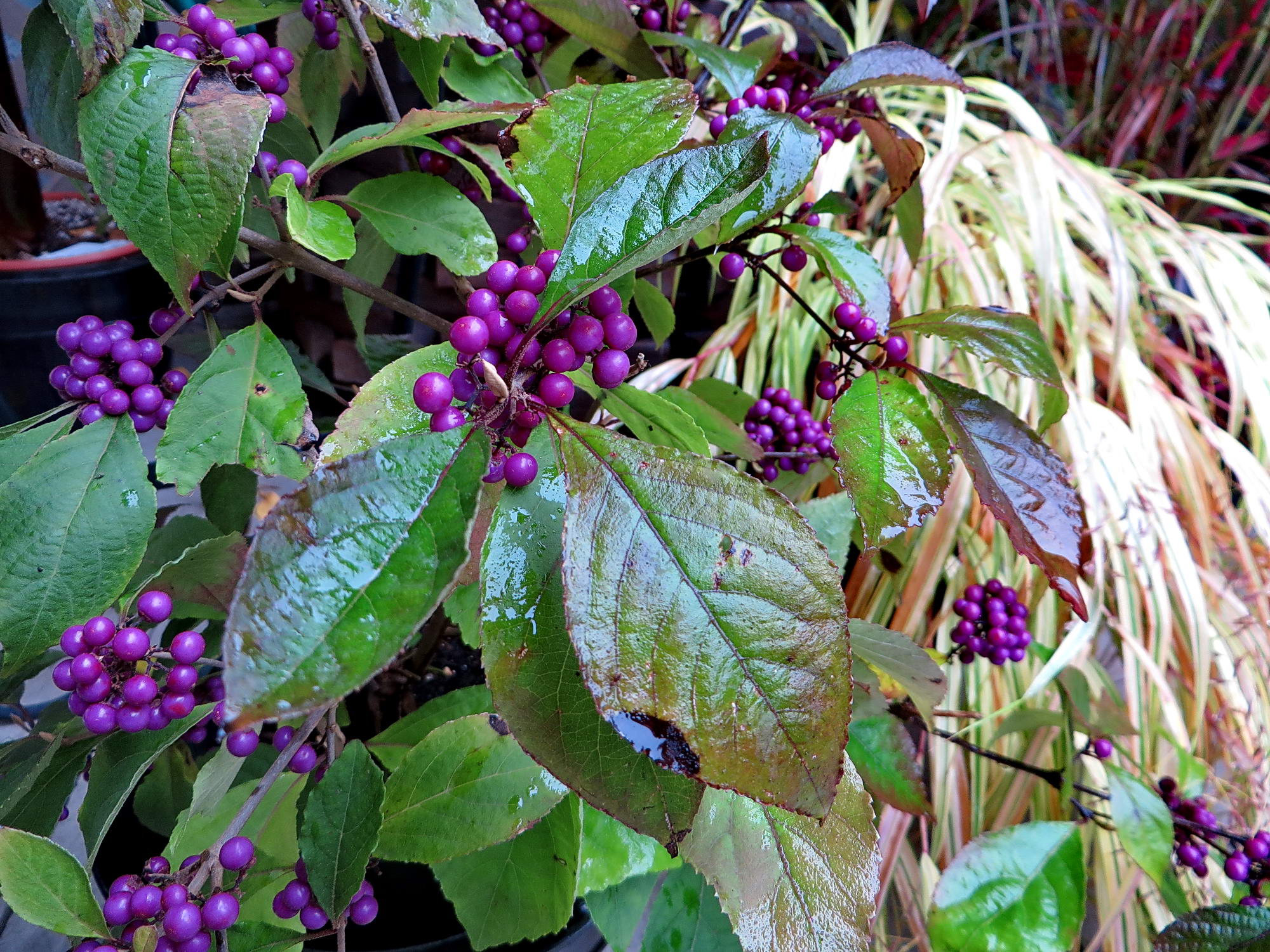 the-last-gasp-of-fall-in-may-s-garden-day-3-of-3-finegardening