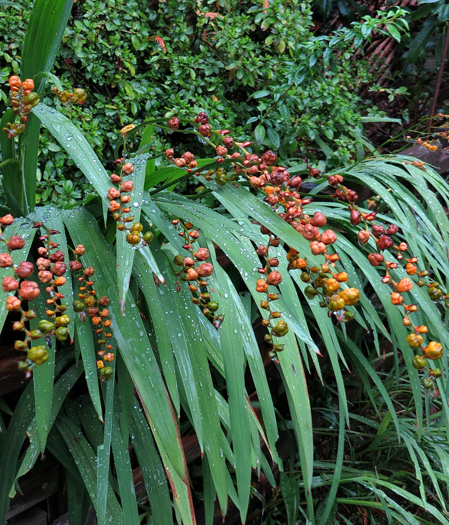 an-excellent-groundcover-with-edible-berries-that-are-used-just-like