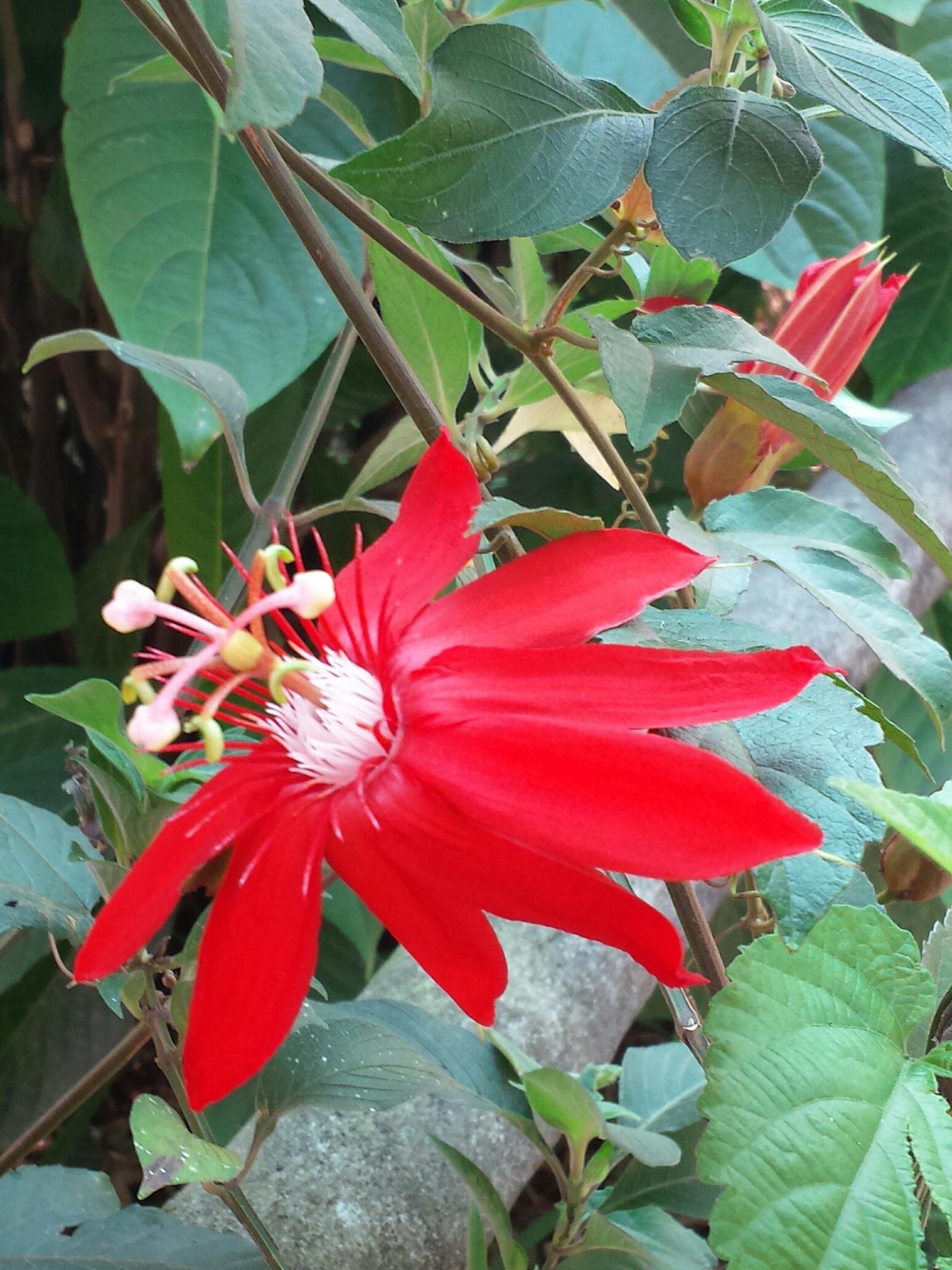 The foliage and flowers of Costa Rica, Day 1 - FineGardening