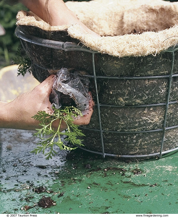 How To Make And Plant A Hanging Basket