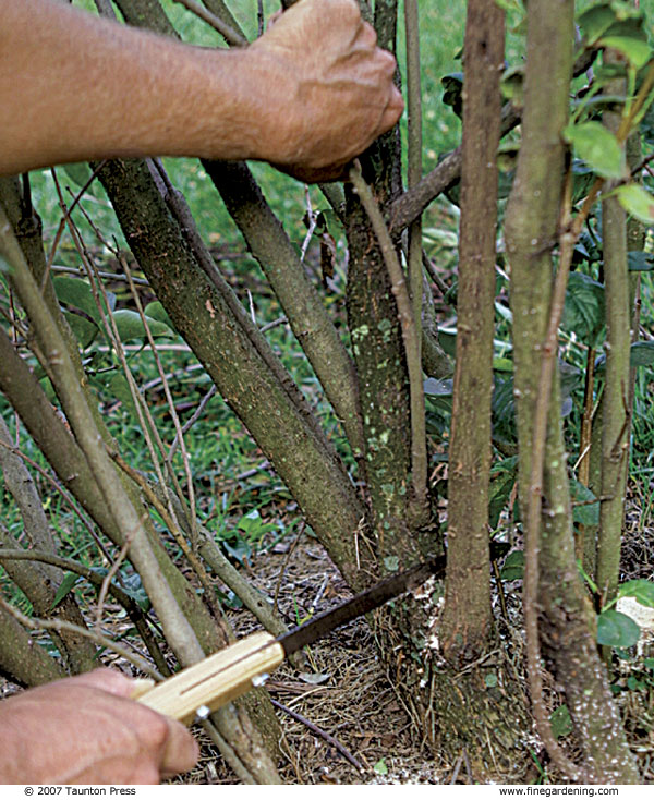 pruning-lilacs-finegardening