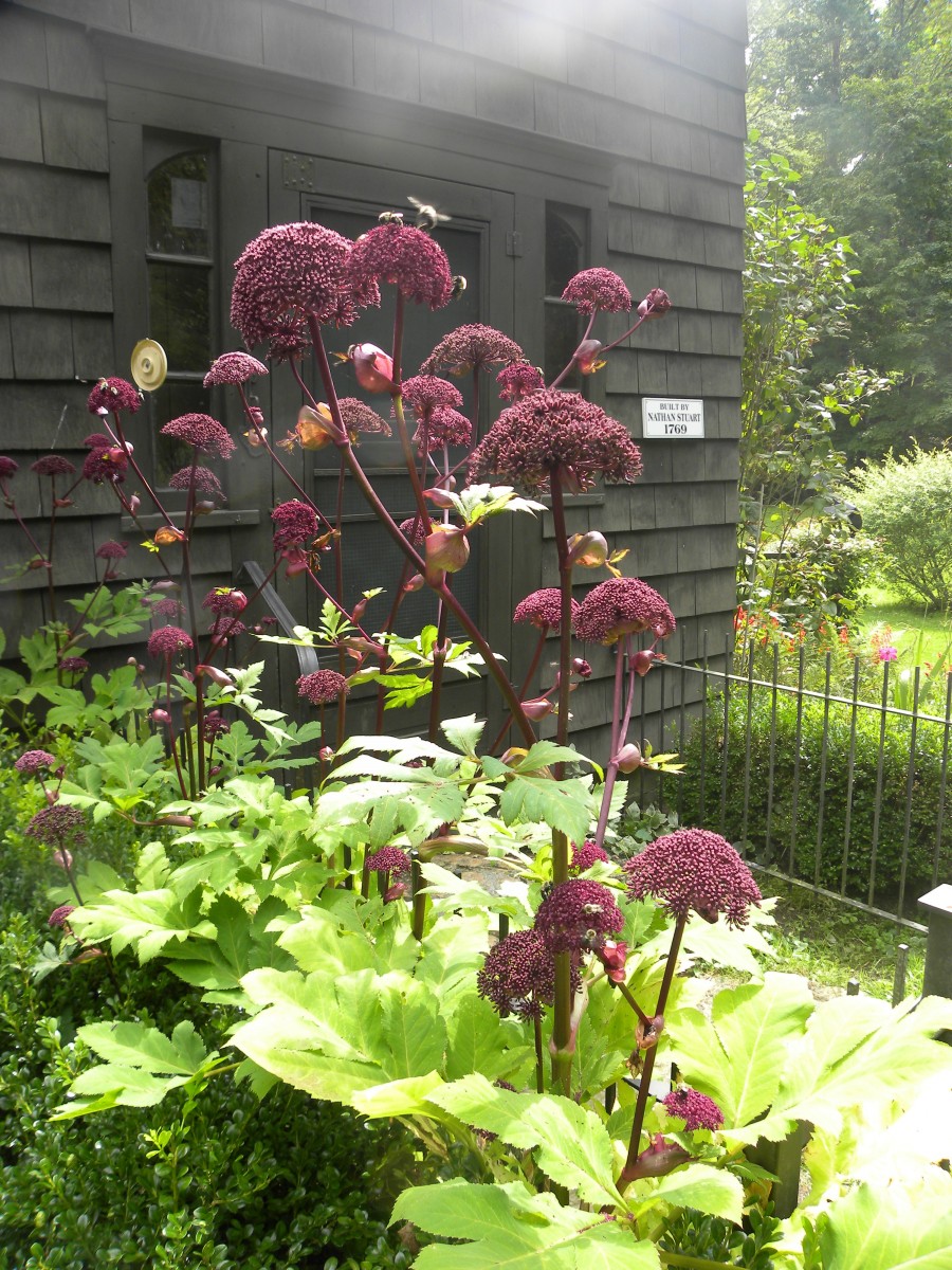 Barbara�s garden in Connecticut, in praise of Angelica
