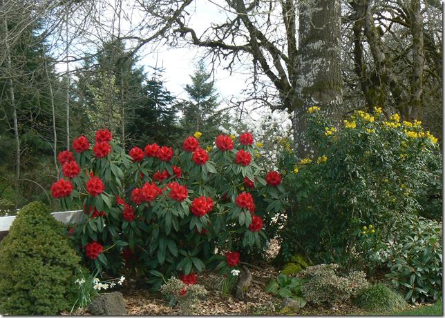 Singles in azalea oregon