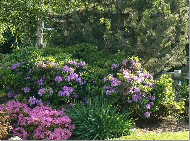 Singles in azalea oregon