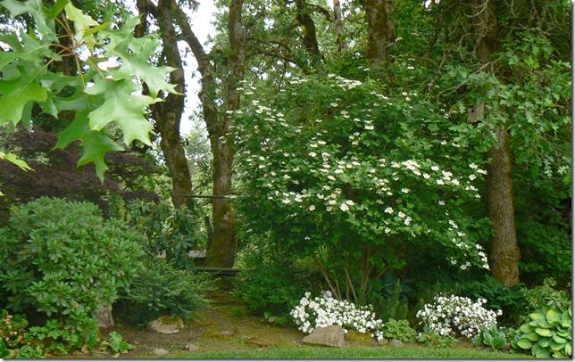 Singles in azalea oregon