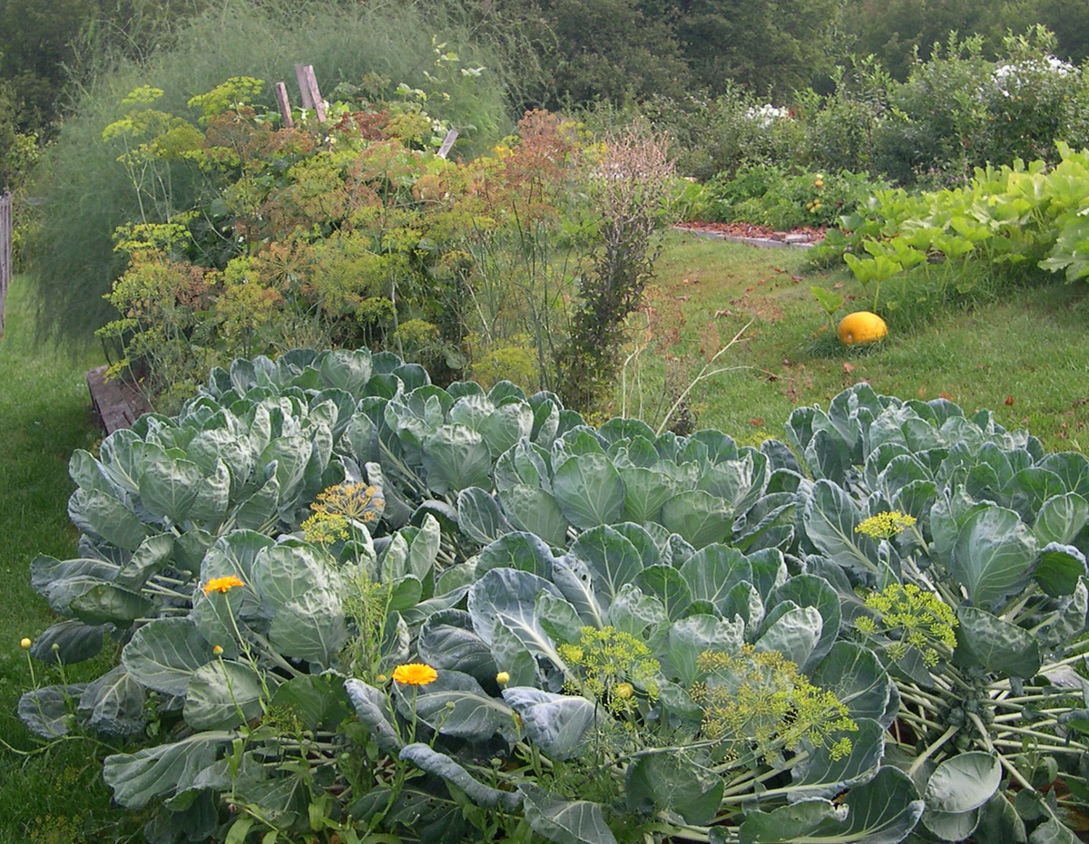 Harriet s ve able garden in Maine FineGardening This year calendula and dill ac pany the blue green brussel sprout leaves Lettuce towers up in the middle of the photo I save the seed from red oak