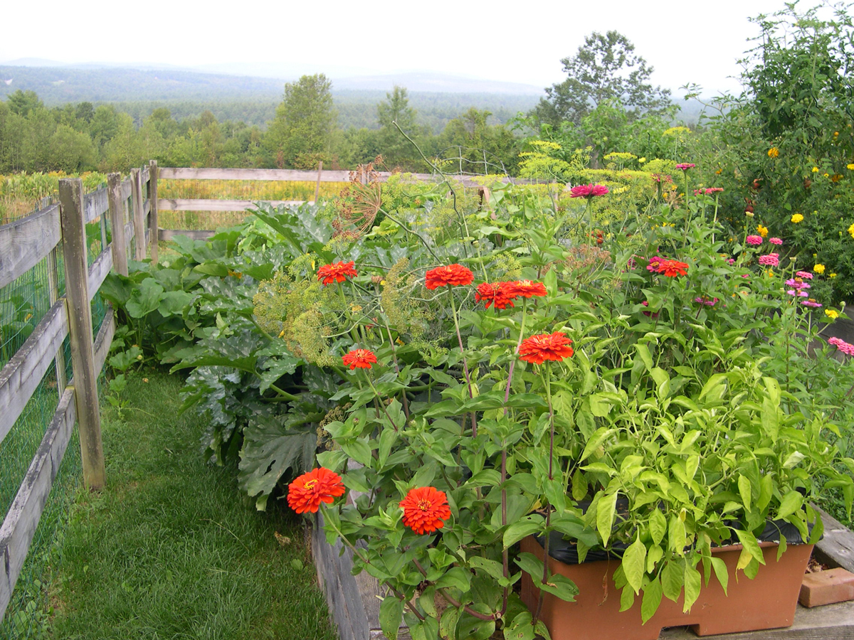 Harriet s ve able garden in Maine FineGardening Harriet s ve able garden in Maine