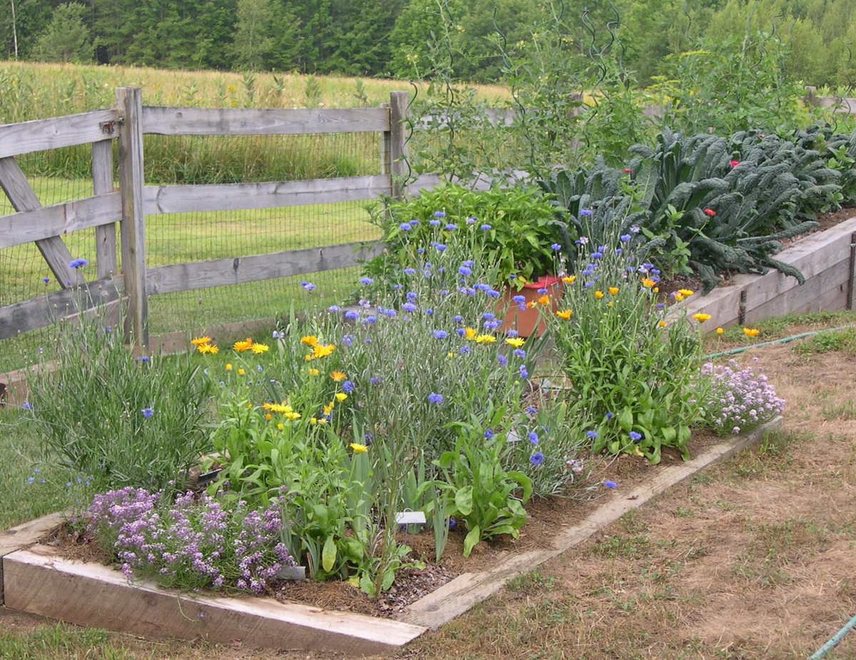 Harriet s ve able garden in Maine FineGardening the lawn is brown and there are hoses running to their soaker connections this summer the ve ables have not been watered at all except when planted