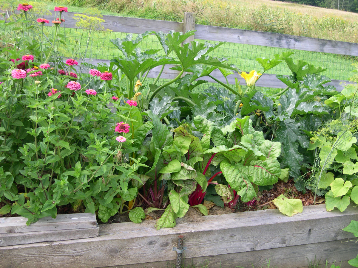 Harriet s ve able garden in Maine FineGardening Harriet s ve able garden in Maine