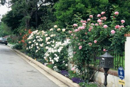 Got Young Climbing Roses Let Em Grow Finegardening Got Young Climbing Roses Let Em Grow