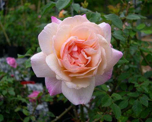 Vintage Gardens Roses 18