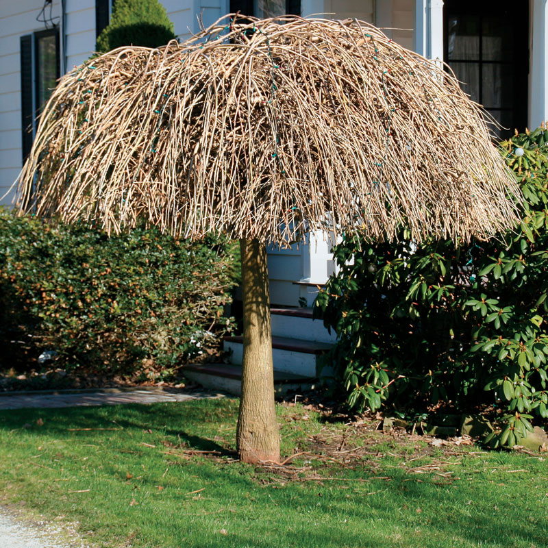 You Neednt Weep For This Weeping Cherry A Victim Of Mistake 3 It Can Be Restored To Its Natural Form With Few Well Placed Cuts You Neednt Weep For This Weeping Cherry A Victim Of Mistake 3 It Can Be Restored To Its Natural Form With Few Well Placed Cuts