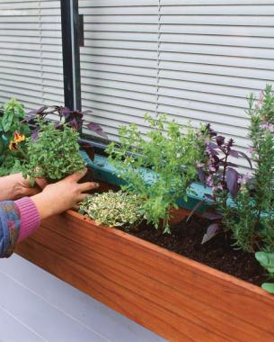 Herbs For Every Window Box Finegardening Herbs For Every Window Box Short On Garden E Grow Your Even Closer To The Kitchen