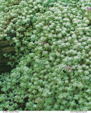 Thyme The Fragrant Ground Cover Finegardening Scent Under Foot And In The Perennial Border