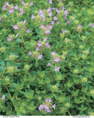 thyme ground cover care