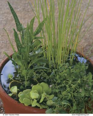 Make a Big Splash with a Tiny Water Garden FineGardening Use plants with contrasting shapes to create appealing positions