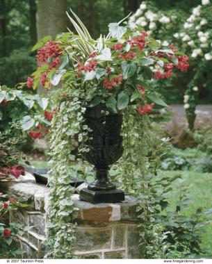 Container Plantings in the Shade Yield a Spectacular Garden Look for zesty forms of old standards