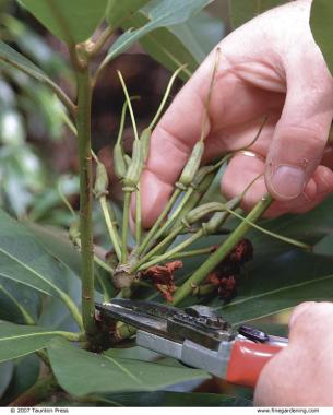 pruning rhododendrons prune rhododendron flower ways tips bush plant azalea finegardening care spring clusters trusses spent techniques garden bloom maintain