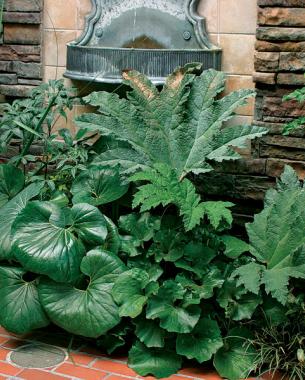 Leaved Perennials Finegardening Keeping Beauty From Becoming A Beast