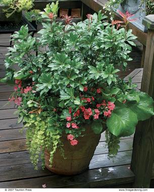 10 plants for year round containers finegardening 10 plants for year round containers finegardening