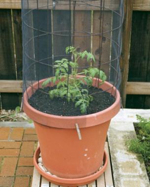 How to Grow Tomatoes in Containers FineGardening Find the right container