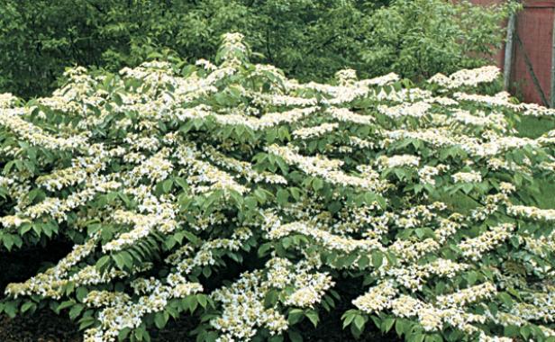 Viburnums Are Versatile Shrubs Finegardening Showy Often Fragrant Flowers Are Followed By Colorful Berries And Fall Foliage