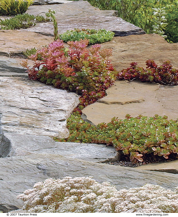 Creeping Sedums - FineGardening