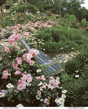 Landscaping with Antique Roses - FineGardening